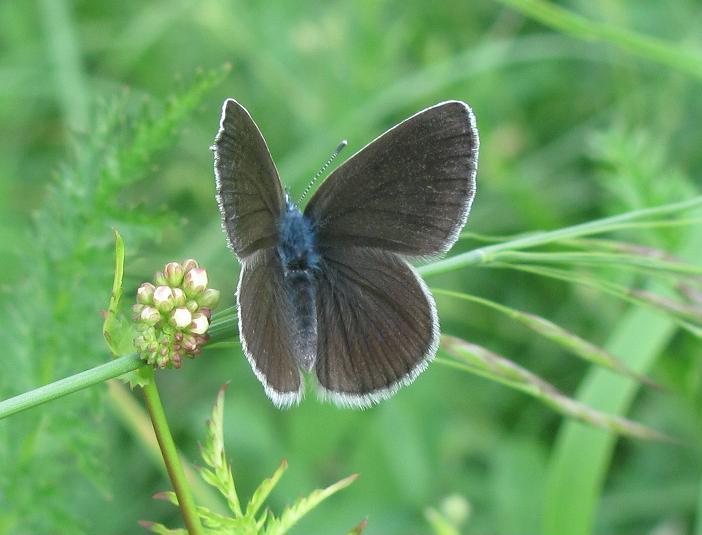 Lycaenidae da ID - Glaucopsyche alexis